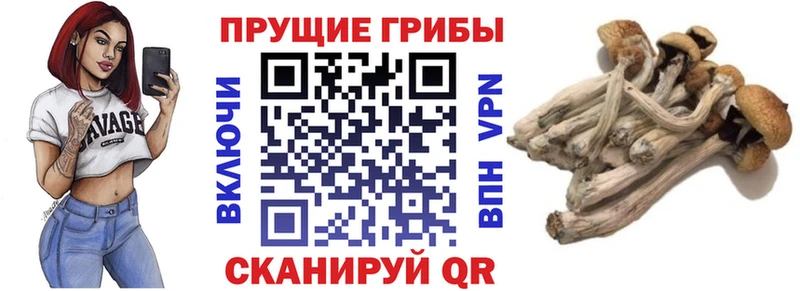 Псилоцибиновые грибы Cubensis  Купить  Юрьев-Польский 
